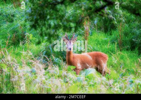 Reh-Buck im Sommerwald Stockfoto