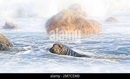 Grauer Robbenbulle, der im Ozean schwimmt Stockfoto