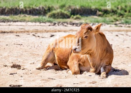 Kuhsonnenbaden am Strand von Brora Stockfoto