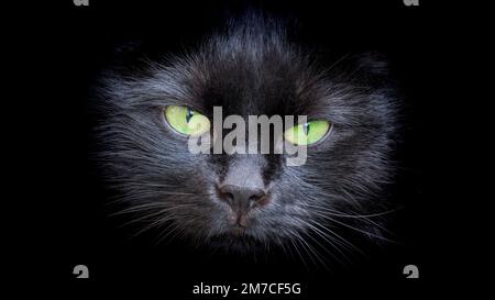 Schwarze Katze mit grünen Augen Stockfoto