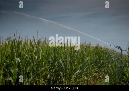 Bewässerung des mobilen Konzepts des Maisfeldes Stockfoto