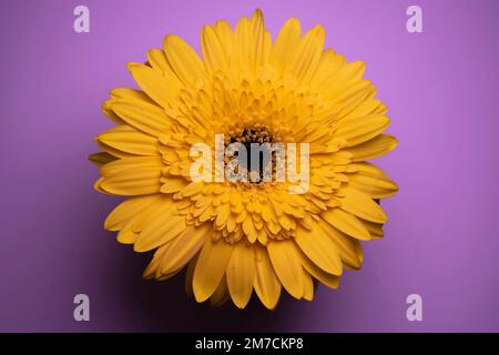 Pflanzenarten der Gattung Gerbera der Familie Gänseblümchen Stockfoto