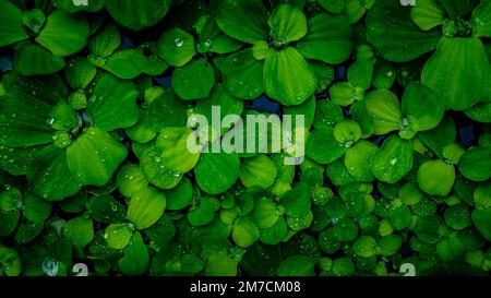 Pistia Stratiotes, die auf dem Wasser schwimmen Stockfoto