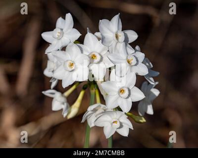 Eine kleine Ansammlung leuchtend weißer Narzissen, Narcissus Tazetta, blüht am Hikiji River in der zentralen Präfektur Kanagawa, Japan. Stockfoto