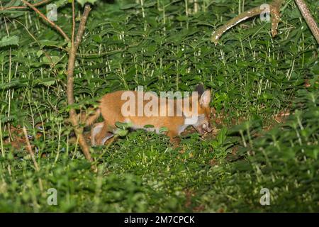 Rotfuchsküken (Vulpes vulpes), das etwa 8/10 Wochen alt ist und sich über dem Boden wagt. Woolhope Herefordshire UK. Mai 2022 Stockfoto