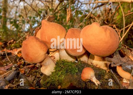 Baumpuffkugel (Lycoperdon pyriforme) Apioperdon, das in einem Naturschutzgebiet in Herefordshire (Großbritannien) angebaut wird. Dezember 2022 Stockfoto