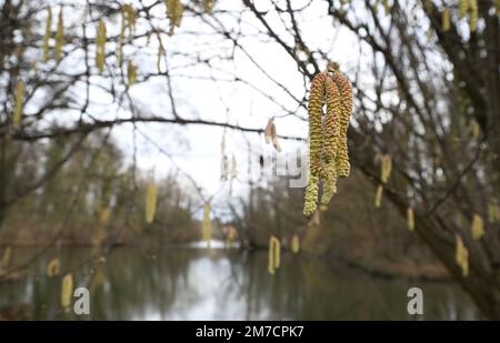 Ludwigsburg, Deutschland. 09. Januar 2023. Im Park vor der Burg am Monrepoes-See sind die ersten Blüten einer Haselnuss zu sehen. Kredit: Bernd Weißbrod/dpa/Alamy Live News Stockfoto