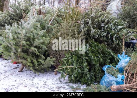 Ein riesiger Haufen Weihnachtsbäume, die nach Weihnachten und Neujahrsfeier weggeworfen wurden. Schäden für Natur und Ökologie, globale Erwärmung und Konsumerismus sind es Stockfoto