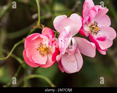Eine Ansammlung kleiner rosa chinesischer Quittenblumen, Chaenomeles speciosa, blüht an einer Straße in der Nähe einer Farm in Yokohama, Japan. Stockfoto