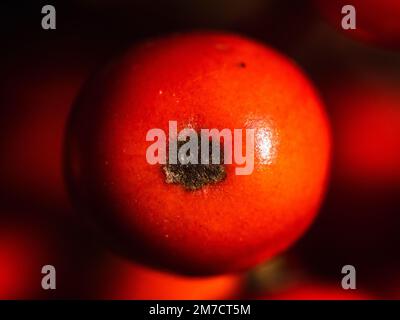 Extreme Makrofotos von kleinen roten Kurogane-Stachelbeeren, Ilex rotunda, in einem landwirtschaftlichen Gebiet in der Nähe von Yokohama, Japan. Stockfoto