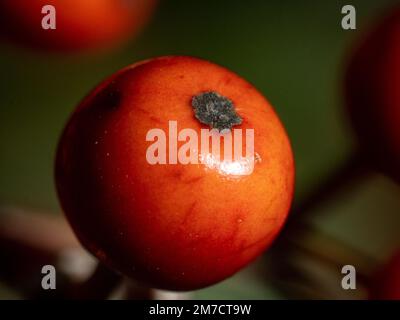 Extreme Makrofotos von kleinen roten Kurogane-Stachelbeeren, Ilex rotunda, in einem landwirtschaftlichen Gebiet in der Nähe von Yokohama, Japan. Stockfoto