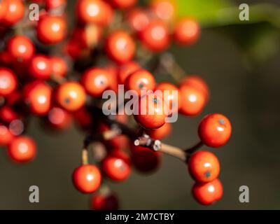 Extreme Makrofotos von kleinen roten Kurogane-Stachelbeeren, Ilex rotunda, in einem landwirtschaftlichen Gebiet in der Nähe von Yokohama, Japan. Stockfoto