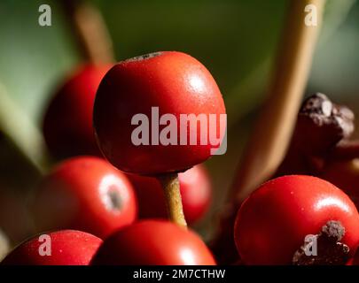 Extreme Makrofotos von kleinen roten Kurogane-Stachelbeeren, Ilex rotunda, in einem landwirtschaftlichen Gebiet in der Nähe von Yokohama, Japan. Stockfoto