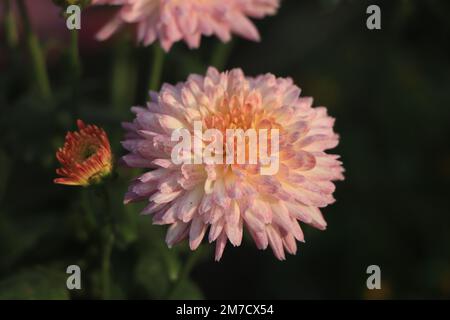 Die rosa Chrysanthemen-Blume aus der Nähe Stockfoto
