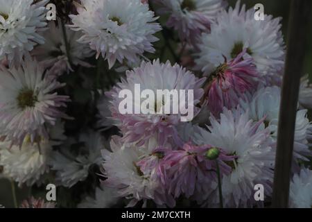 Chrysanthemmmuster im Blumenpark. Ein Haufen Rosa-Lila Stockfoto