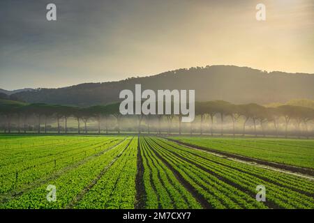 Salatfelder, Gemüseanbau in der Maremma und Pinien Reihen sich bei Sonnenaufgang. Castagneto Carducci, Toskana, Italien, Europa Stockfoto