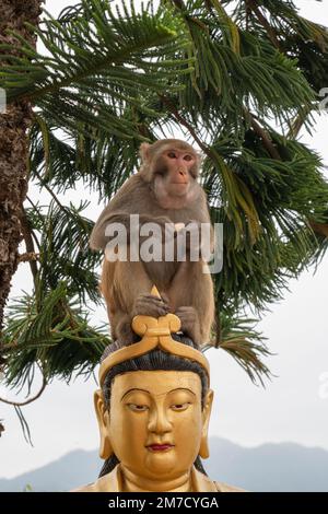 Einer von Hunderten von Affen auf dem Gipfel des zehntausend Buddhas-Klosters in Sha Tin in Hongkong Stockfoto