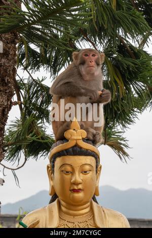 Einer von Hunderten von Affen auf dem Gipfel des zehntausend Buddhas-Klosters in Sha Tin in Hongkong Stockfoto