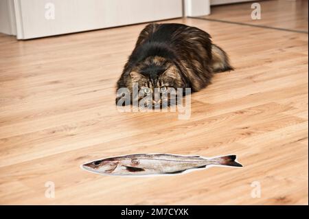 Humorvolles Bild einer Hauskatze, die mit Absicht einen falschen Pappfisch beobachtet Stockfoto