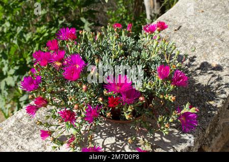 Delosperma cooperi, rosafarbene Eispflanze in Blume Stockfoto