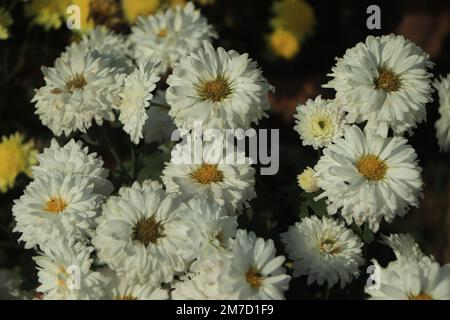 Weiße Chrysanthemen Hintergrund, Draufsicht. Blumentapeten. Stockfoto