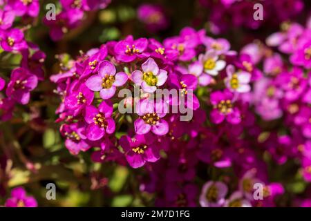 Lobularia maritima, Sweet Alison Plant in Flower Stockfoto