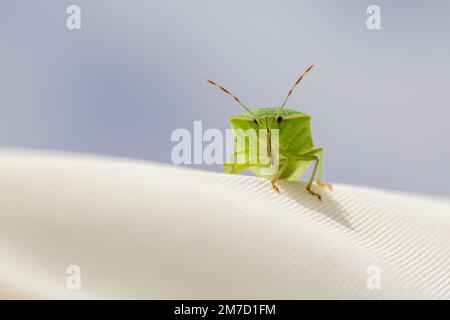 Nezara viridula, südgrüner Stinkkäfer mit Kopierbereich und natürlichem Hintergrund im Landschaftsmodus Stockfoto