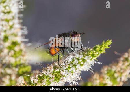 Peleteria rubescens, Parasitenfliegen Stockfoto