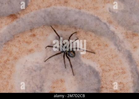 Steatoda paykulliana, mediterrane False Black Widow Spider Stockfoto