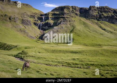 Pferd grast auf einer grünen, üppigen Weide, Island Stockfoto