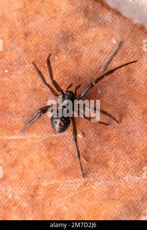 Steatoda paykulliana, mediterrane False Black Widow Spider Stockfoto
