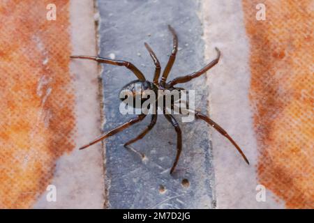 Steatoda paykulliana, mediterrane False Black Widow Spider Stockfoto