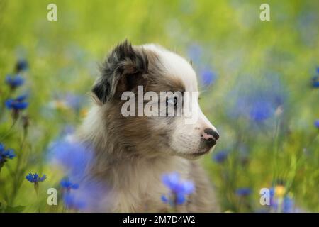 Border Collie Hündchen in einem Kornblumenfeld Stockfoto