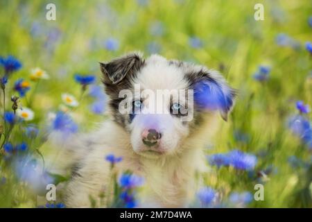Border Collie Hündchen in einem Kornblumenfeld Stockfoto