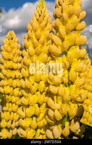 Gelbe Lupinenblumen im Frühlingssonnenschein Stockfoto