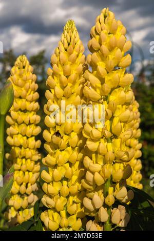 Gelbe Lupinenblumen im Frühlingssonnenschein Stockfoto