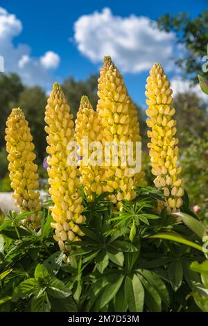 Gelbe Lupinenblumen im Frühlingssonnenschein Stockfoto