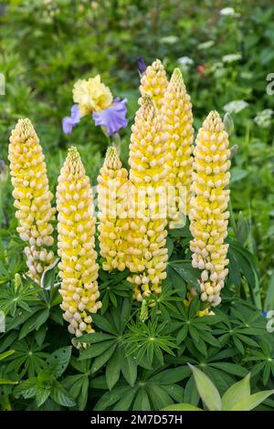 Gelbe Lupinenblumen im Frühlingssonnenschein Stockfoto