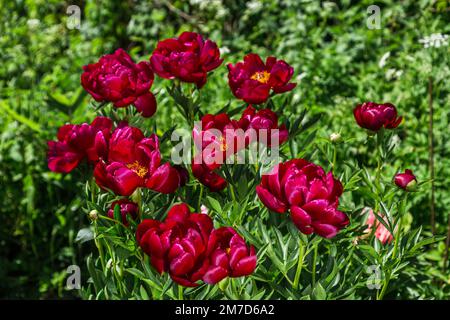 Krautige Pfingstrosen Chervonnyj Oksamit in Blumen Stockfoto