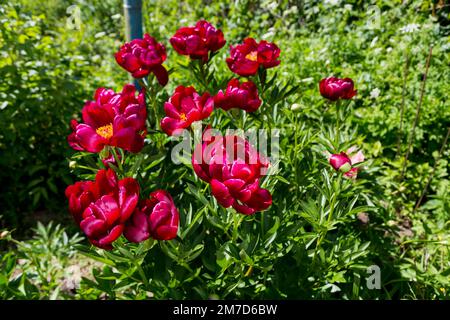 Krautige Pfingstrosen Chervonnyj Oksamit in Blumen Stockfoto