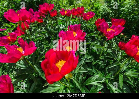 Krautige Pfingstrosen, Scharlach O Hara in Blumen Stockfoto