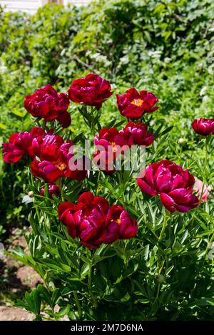 Krautige Pfingstrosen Chervonnyj Oksamit in Blumen Stockfoto