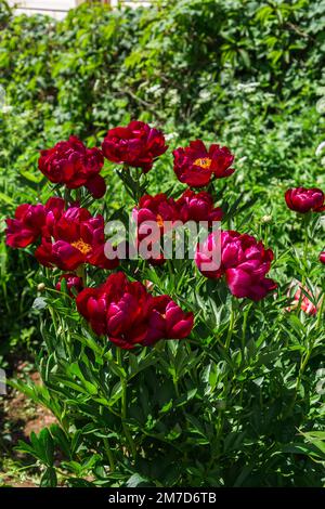 Krautige Pfingstrosen Chervonnyj Oksamit in Blumen Stockfoto