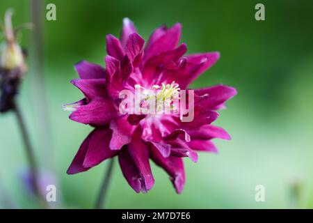 Aquilegia ex 'Bordeau Barlow' ist eine Kolumbine mit doppelten lila Blumen Stockfoto