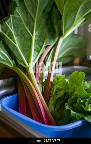 Rhabarber sitzt im Waschbecken eines Hauses in einer blauen Plastikschüssel, nachdem er frisch aus dem Garten geschnitten wurde. Stockfoto