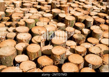 Baumstämme stapelten sich nach dem Abschneiden und dem Transport. Stockfoto
