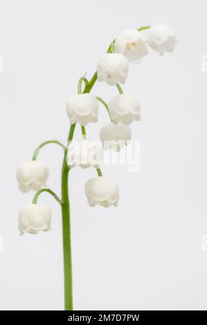 Nahaufnahme des Studioporträts der Blume, bekannt als Lilly of the Valley, eine weiße Blume mit bogenförmigem Stiel, aufgenommen auf einem weißen Hintergrund. Stockfoto