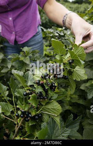 Frisch gepflückte schwarze Johannisbeeren auf einer britischen Farm. Stockfoto