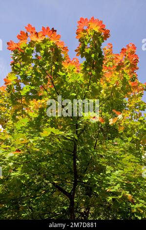 Details der Blätter des Baumes Acer rubrum, wenn er sich im Herbst oder Herbst in tiefes Rot, Gelb und Orangen verwandelt. Stockfoto