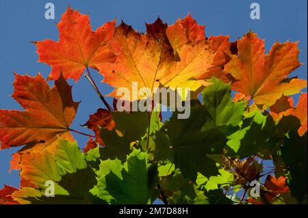 Details der Blätter des Baumes Acer rubrum, wenn er sich im Herbst oder Herbst in tiefes Rot, Gelb und Orangen verwandelt. Stockfoto